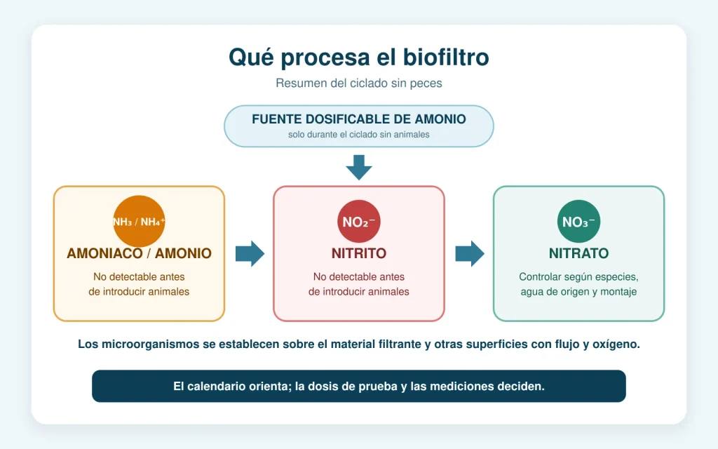 Esquema del biofiltro: una fuente de amonio pasa a amoniaco o amonio, después a nitrito y finalmente a nitrato.