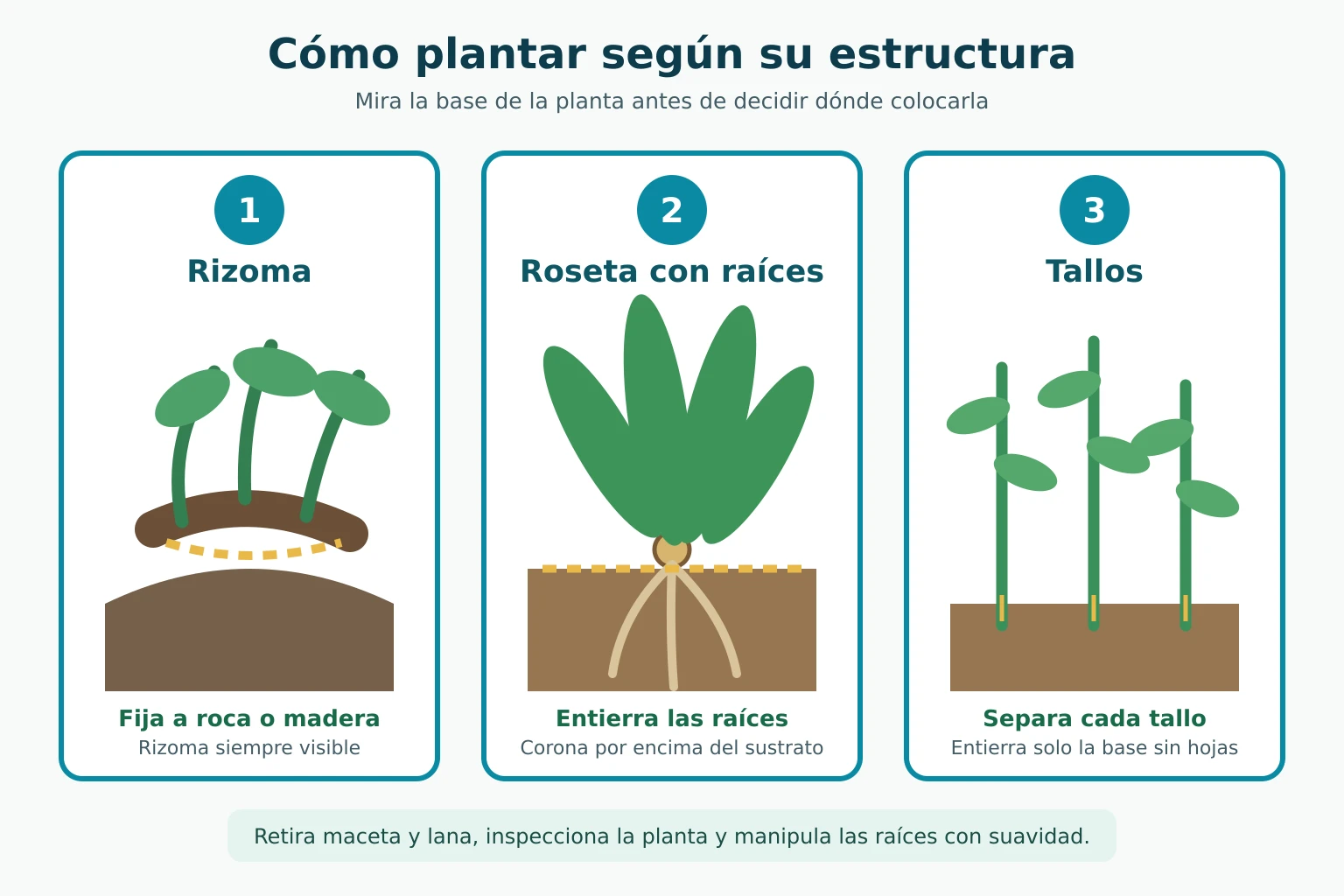 Diagrama para plantar rizomas, rosetas con raíces y plantas de tallo en un acuario