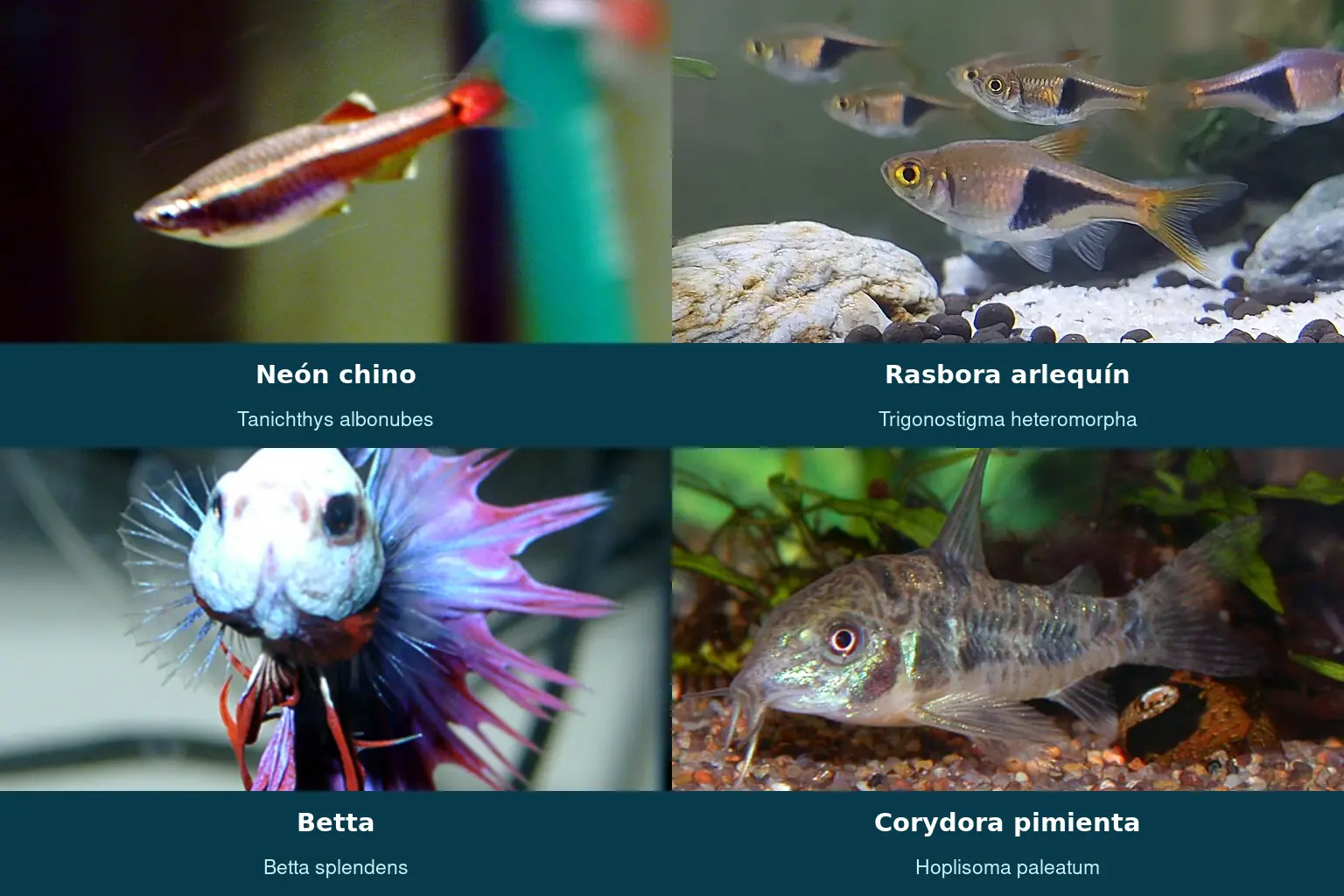 eón chino, rasbora arlequín, betta y corydora pimienta identificados