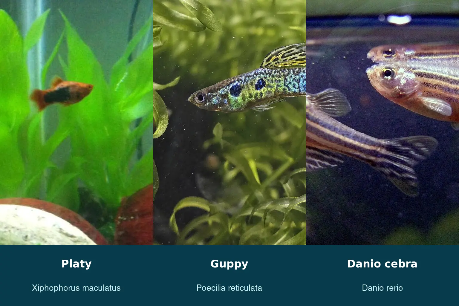 Platy, guppy y danio cebra identificados por su nombre científico