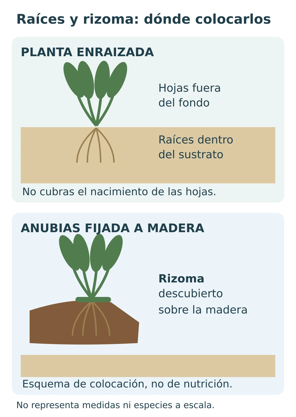 Esquema de una planta enraizada con raíces dentro del fondo y una Anubias con rizoma descubierto sobre madera