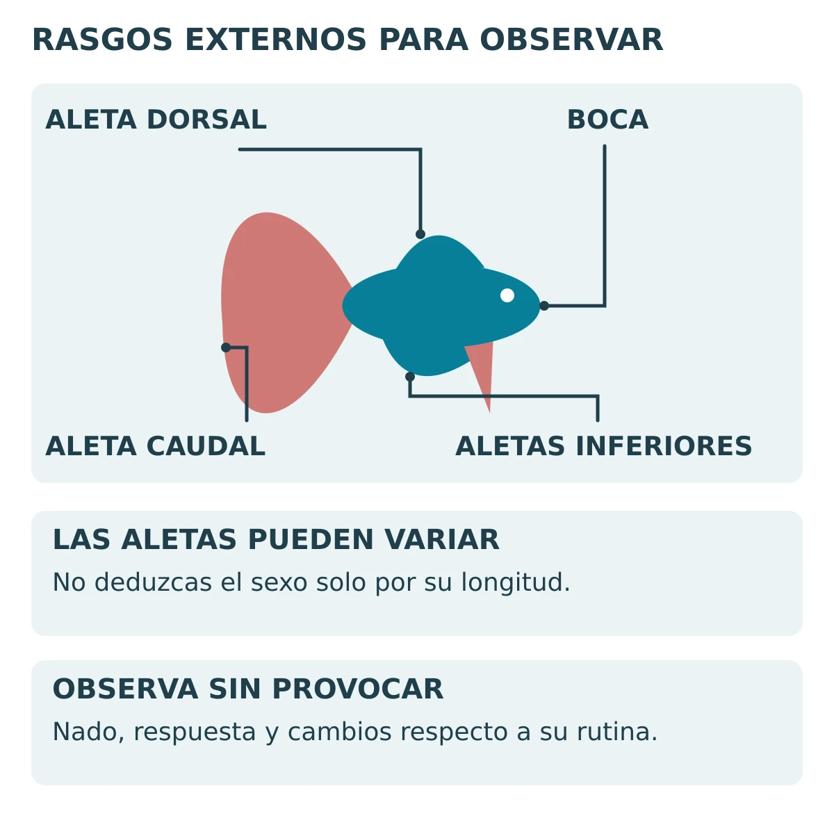 Esquema externo orientativo de un pez, con boca, aleta dorsal, caudal y aletas inferiores.
