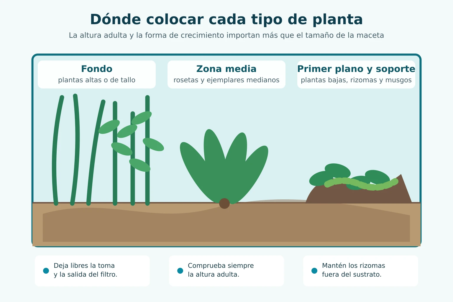 Esquema de colocación de plantas altas, medias, bajas y de rizoma en un acuario