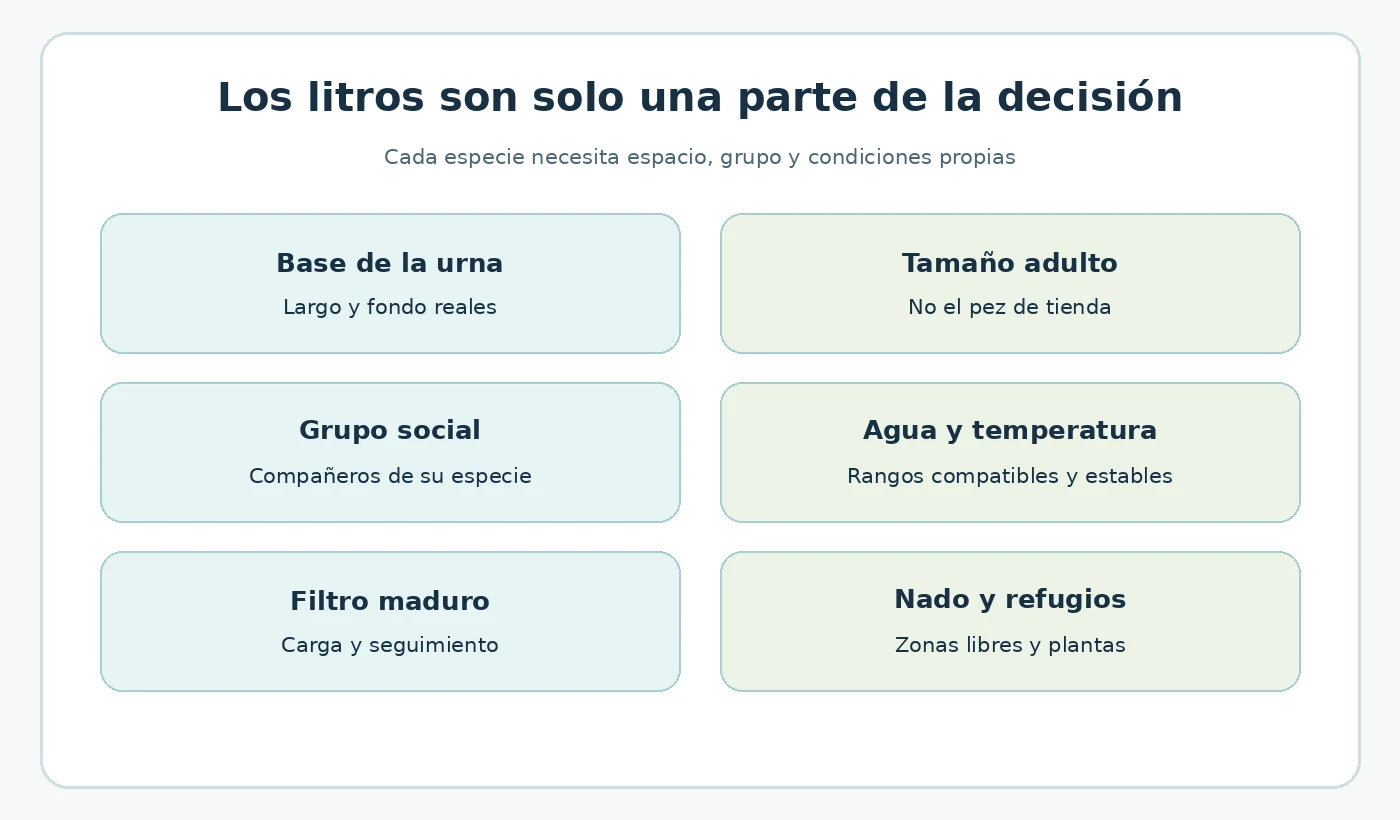 Seis criterios para elegir peces: base, tamaño adulto, grupo, agua, filtro y espacio.
