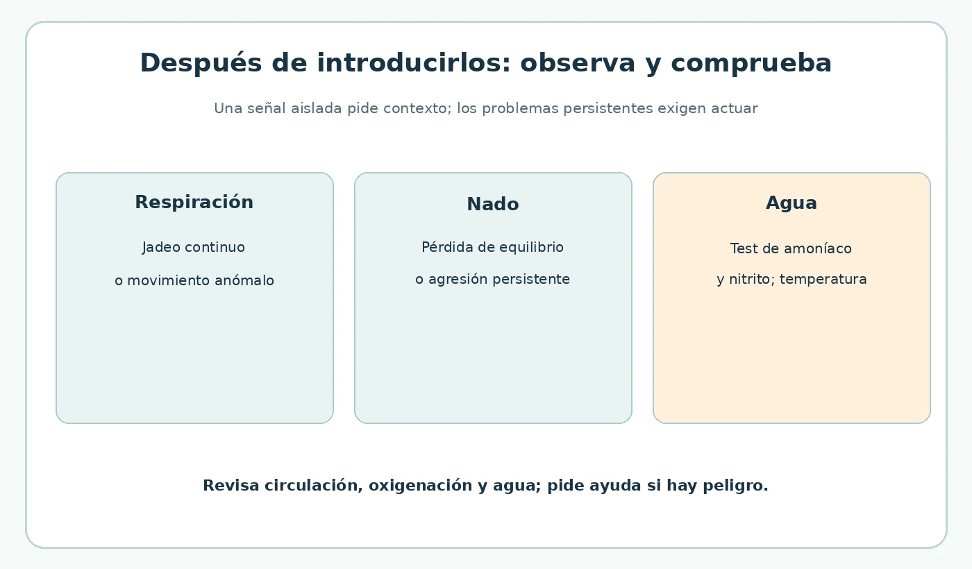 Señales para observar tras introducir peces: respiración, nado y calidad del agua.