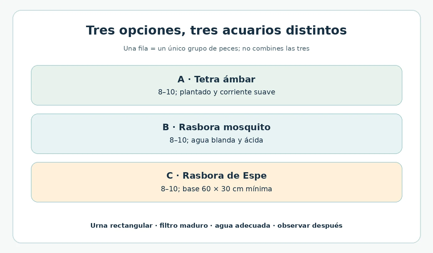 Tres proyectos separados con tetra ámbar, rasbora mosquito o rasbora de Espe.